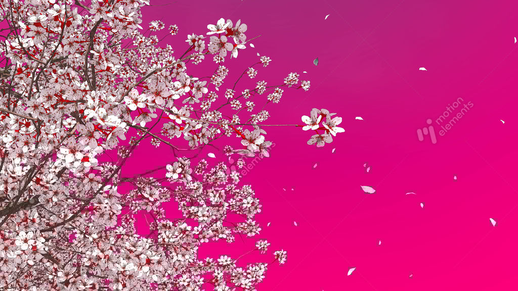 cherry blossom petals gif