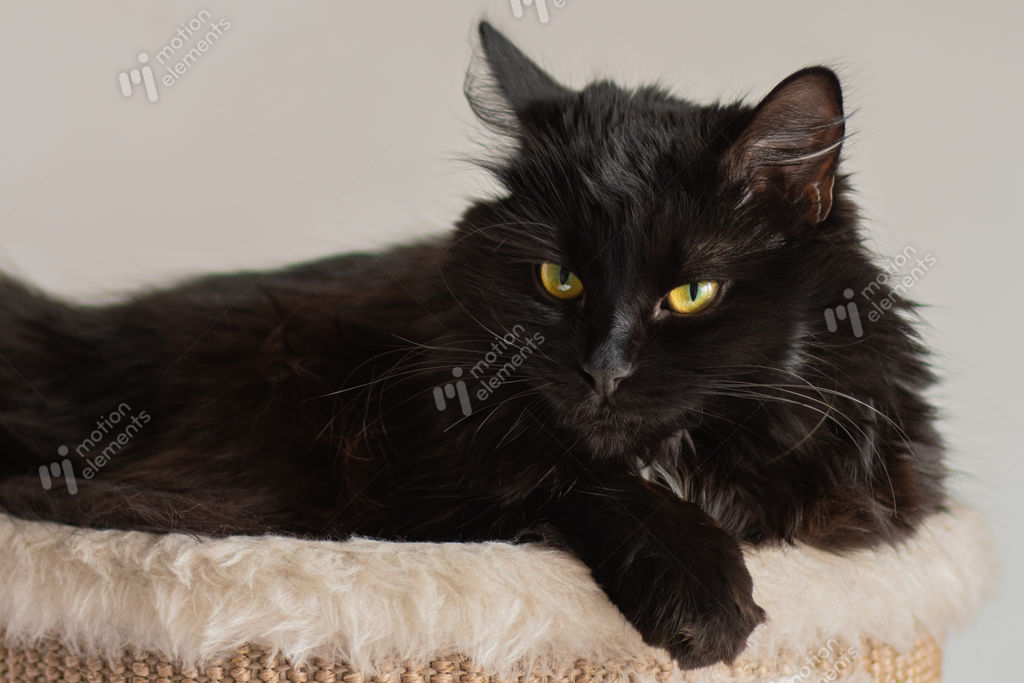 Big Black Cat Pet Fluffy Big Cat With Long Tail Different Black