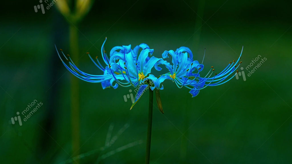 Blue spider lily_ color processing Animated GIF 38377788 | MotionElements