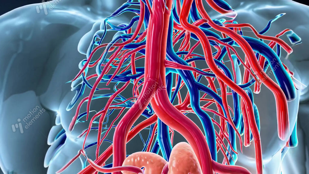 Circulatory System Gif 2 Gif Images Download 472x640