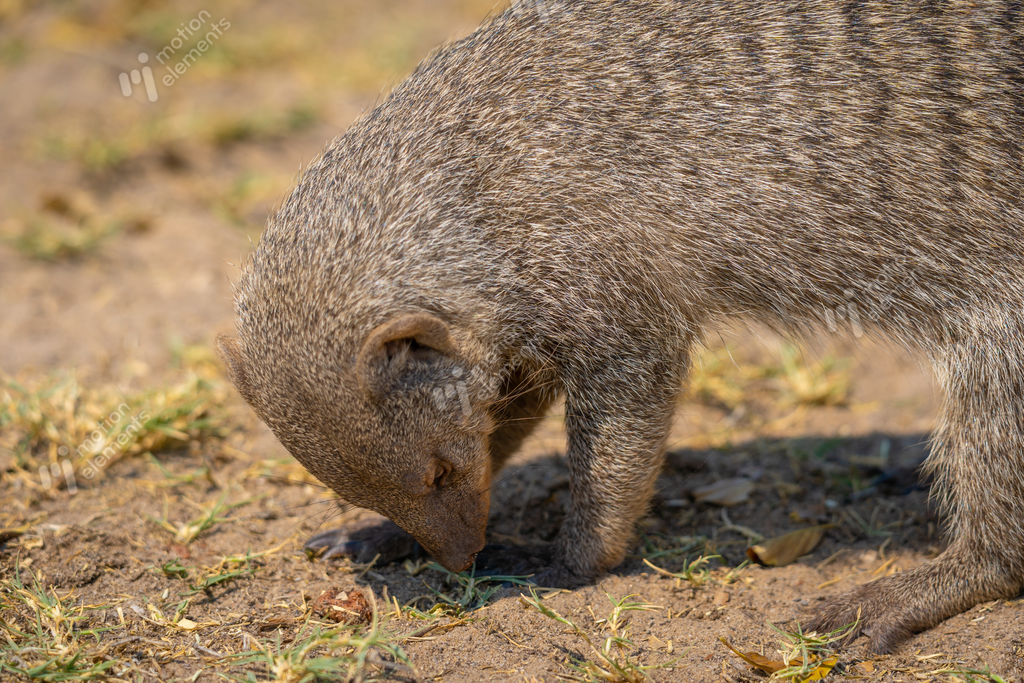 Animal Mongoose Official Site 38+ Thousand Mongoes Royalty-Free